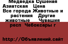 Медведка Сушеная Азиатская › Цена ­ 1 400 - Все города Животные и растения » Другие животные   . Чувашия респ.,Чебоксары г.